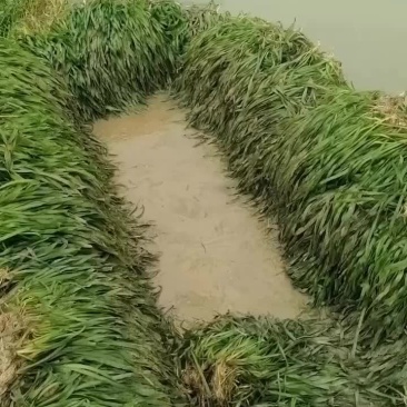 矮生苦草