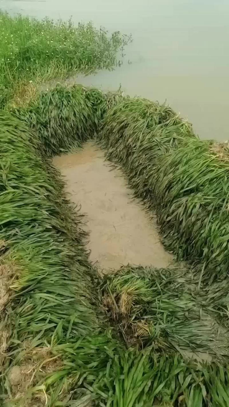 矮生苦草