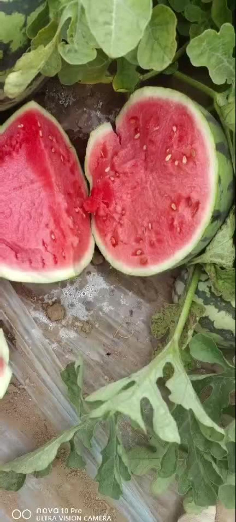 美都西瓜