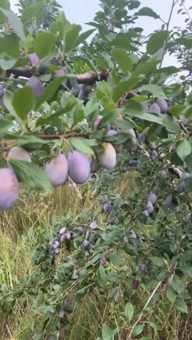 蓝西梅蓝蜜