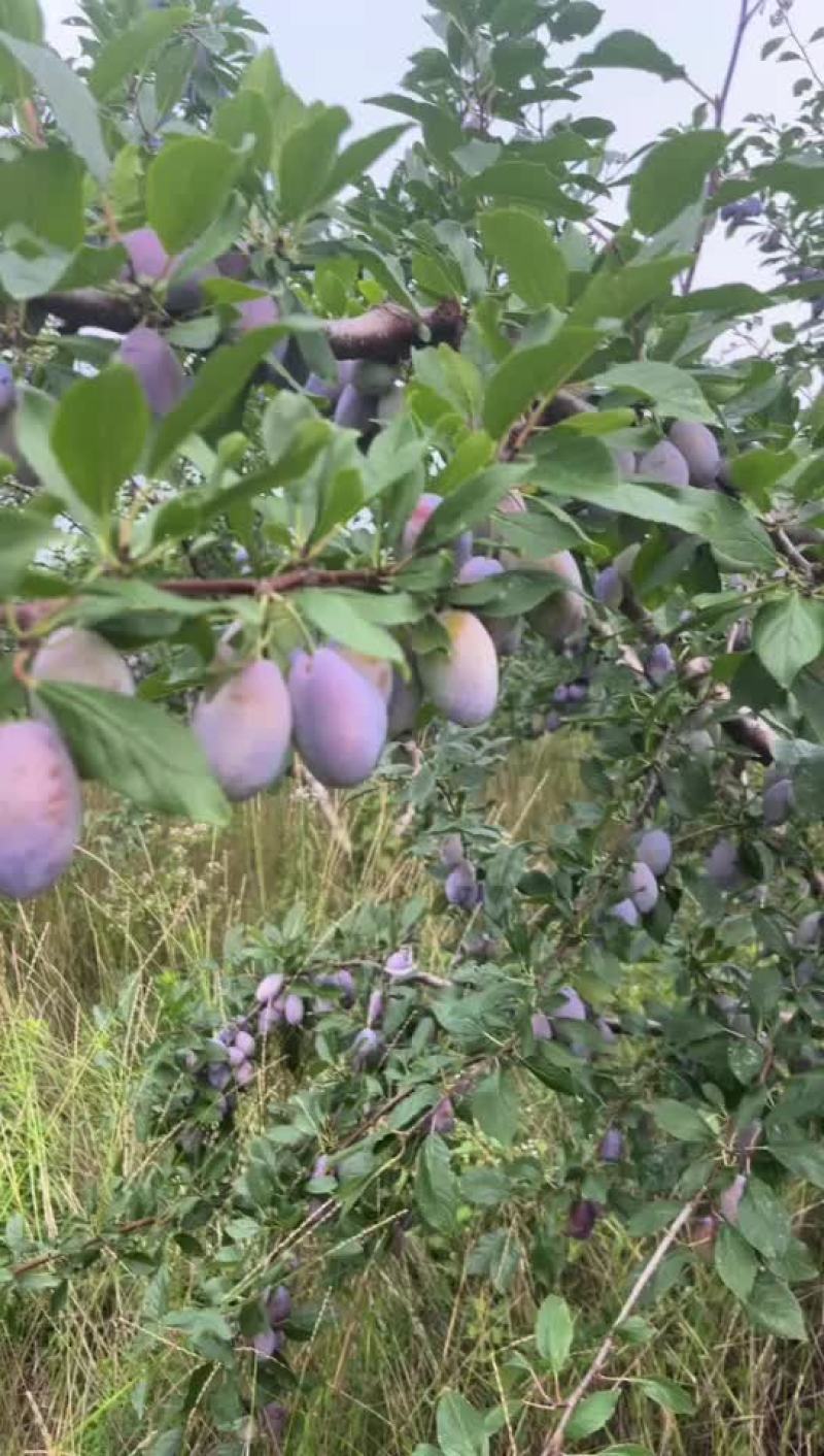 蓝西梅蓝蜜