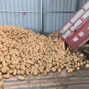 陕西奶油南瓜