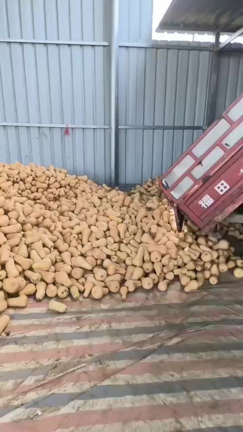 陕西奶油南瓜