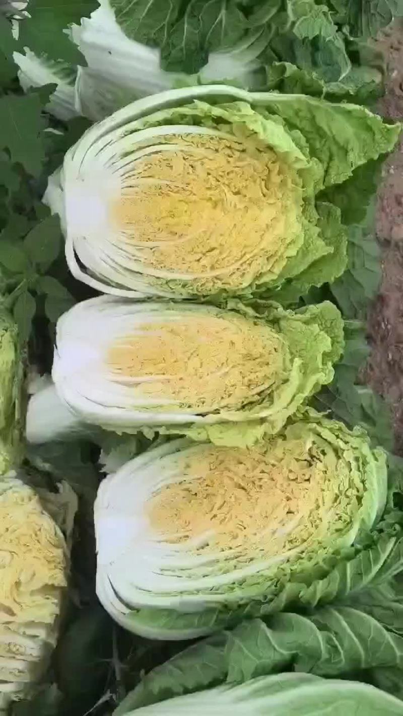 大白菜