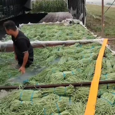 宿州埇桥青条豆角大量有货中