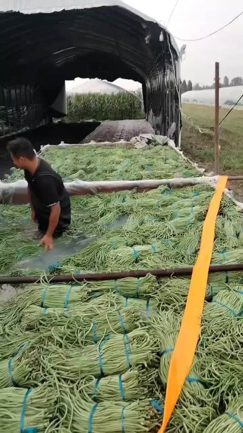 宿州埇桥青条豆角大量有货中
