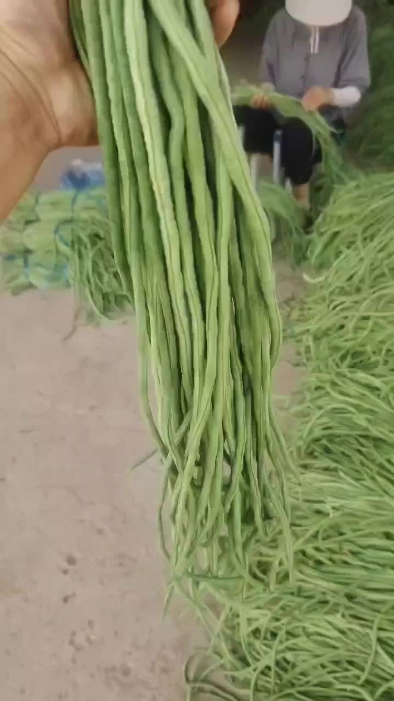 宿州埇桥青条豆角大量有货中
