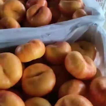 油潘桃