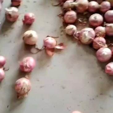 二红洋葱