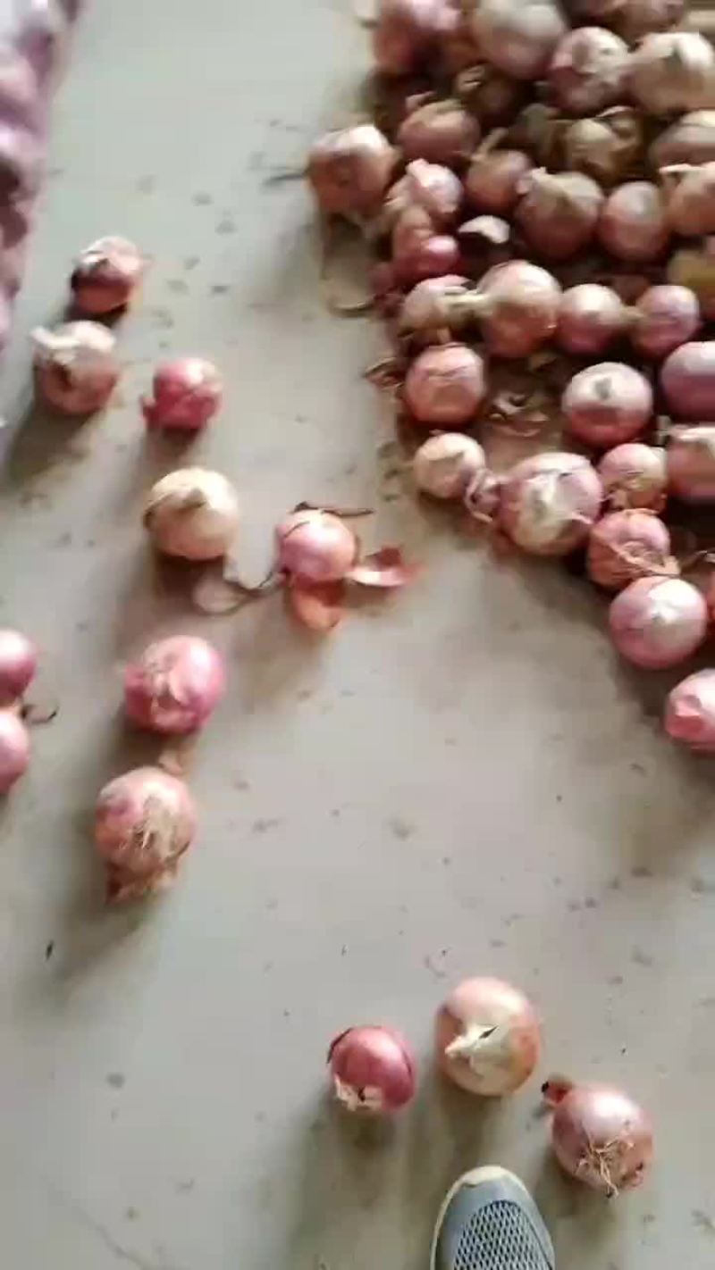 二红洋葱