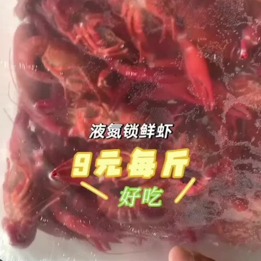 液氮清水虾9元每斤湖北小龙虾液氮速冻批发整支原味鲜活