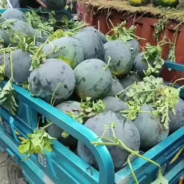 黑皮西瓜