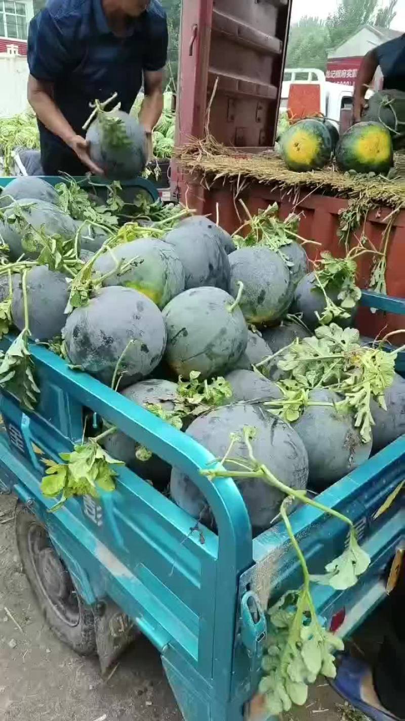 黑皮西瓜