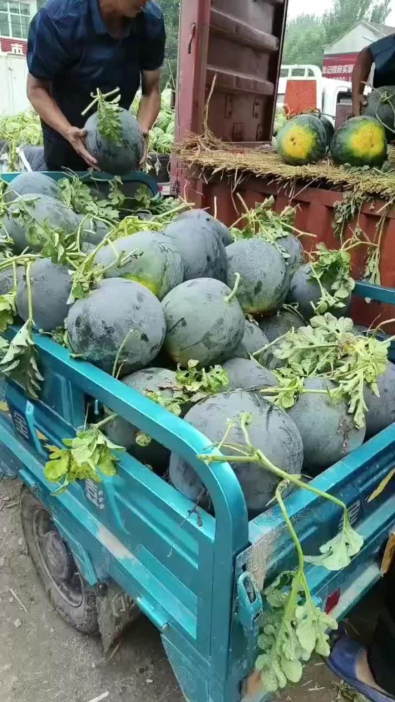 黑皮西瓜