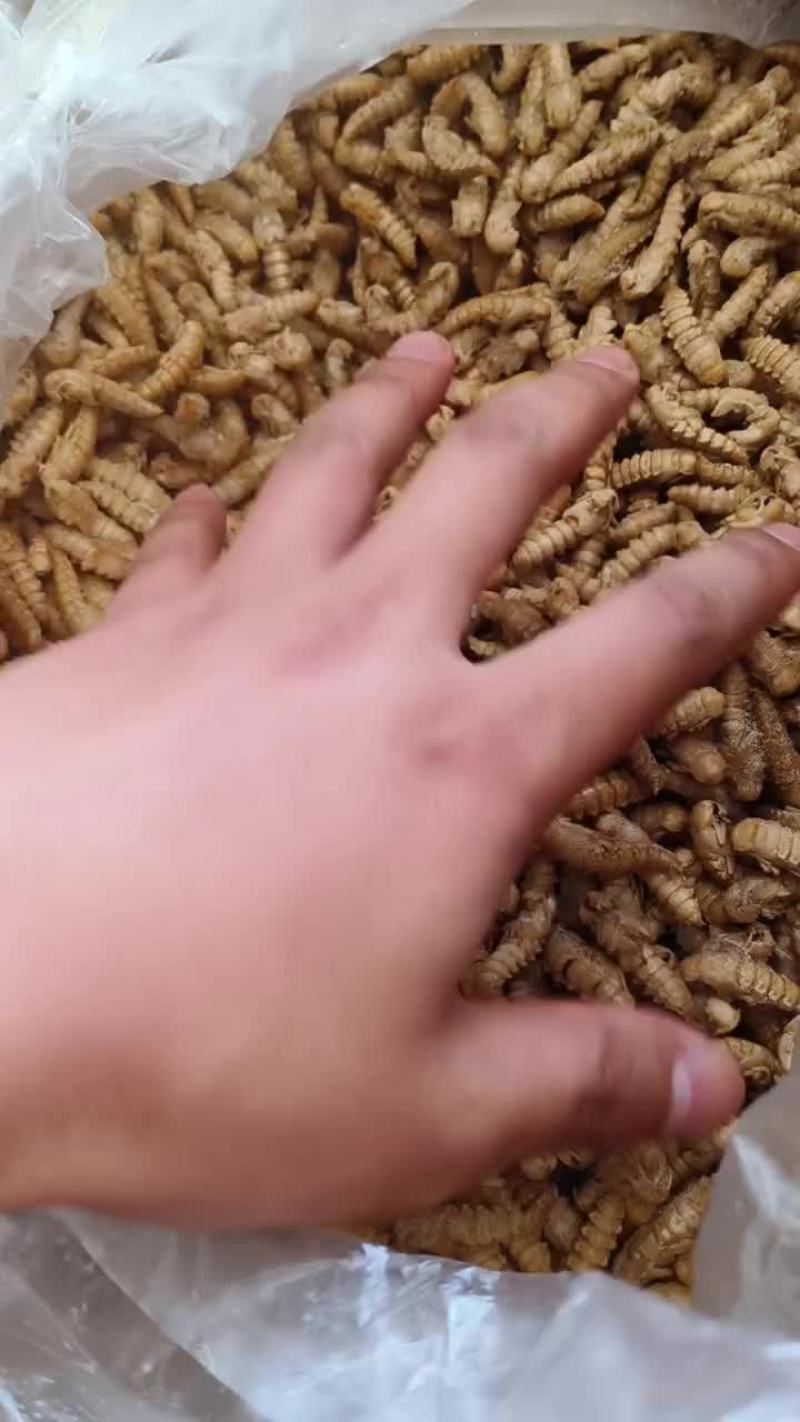 大麦虫蛹