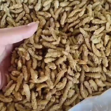 大麦虫蛹