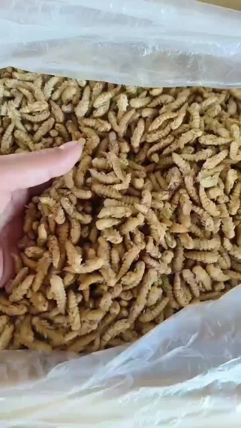 大麦虫蛹