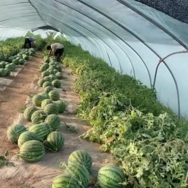 无籽麒麟西瓜