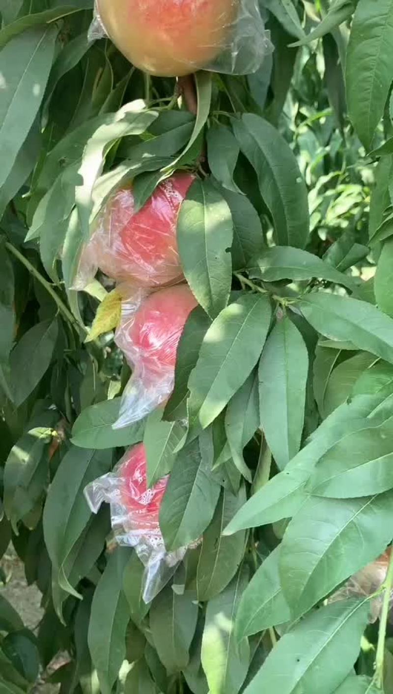 燕川红大量上市了！