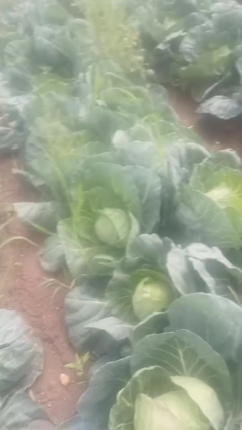 甘蓝便宜了有要的联系