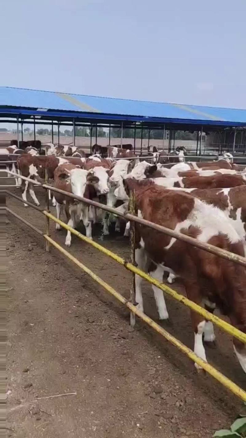 西门塔尔牛犊