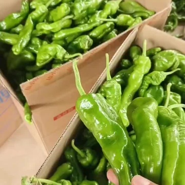 芜湖椒大量供应中