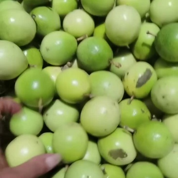 百香果