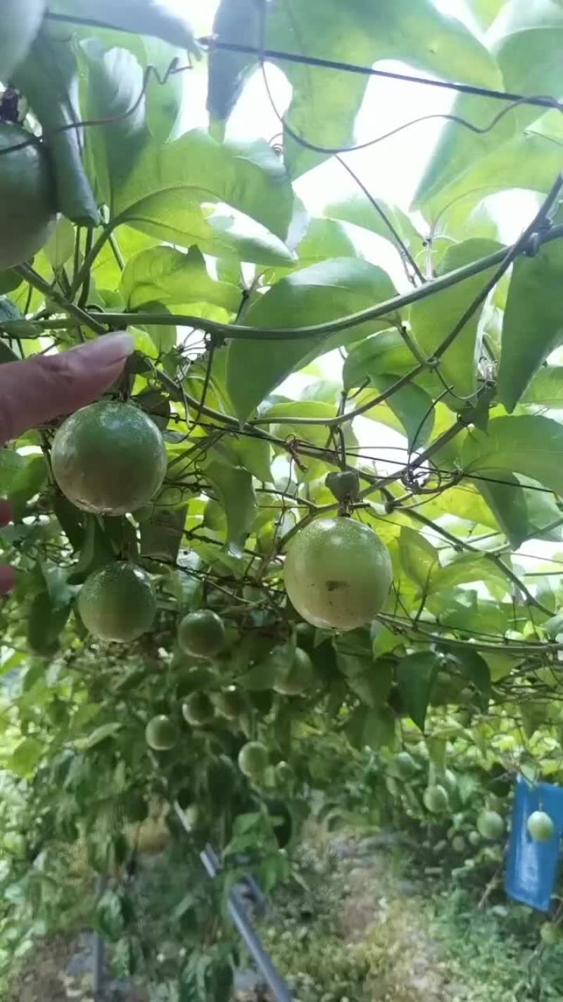 百香果