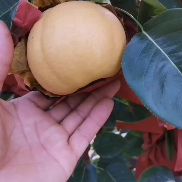 砀山产区蜜梨
