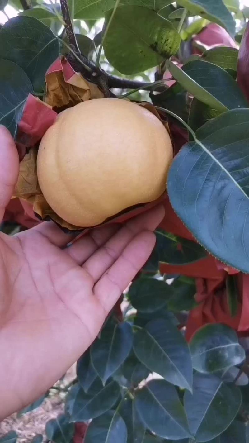砀山产区蜜梨