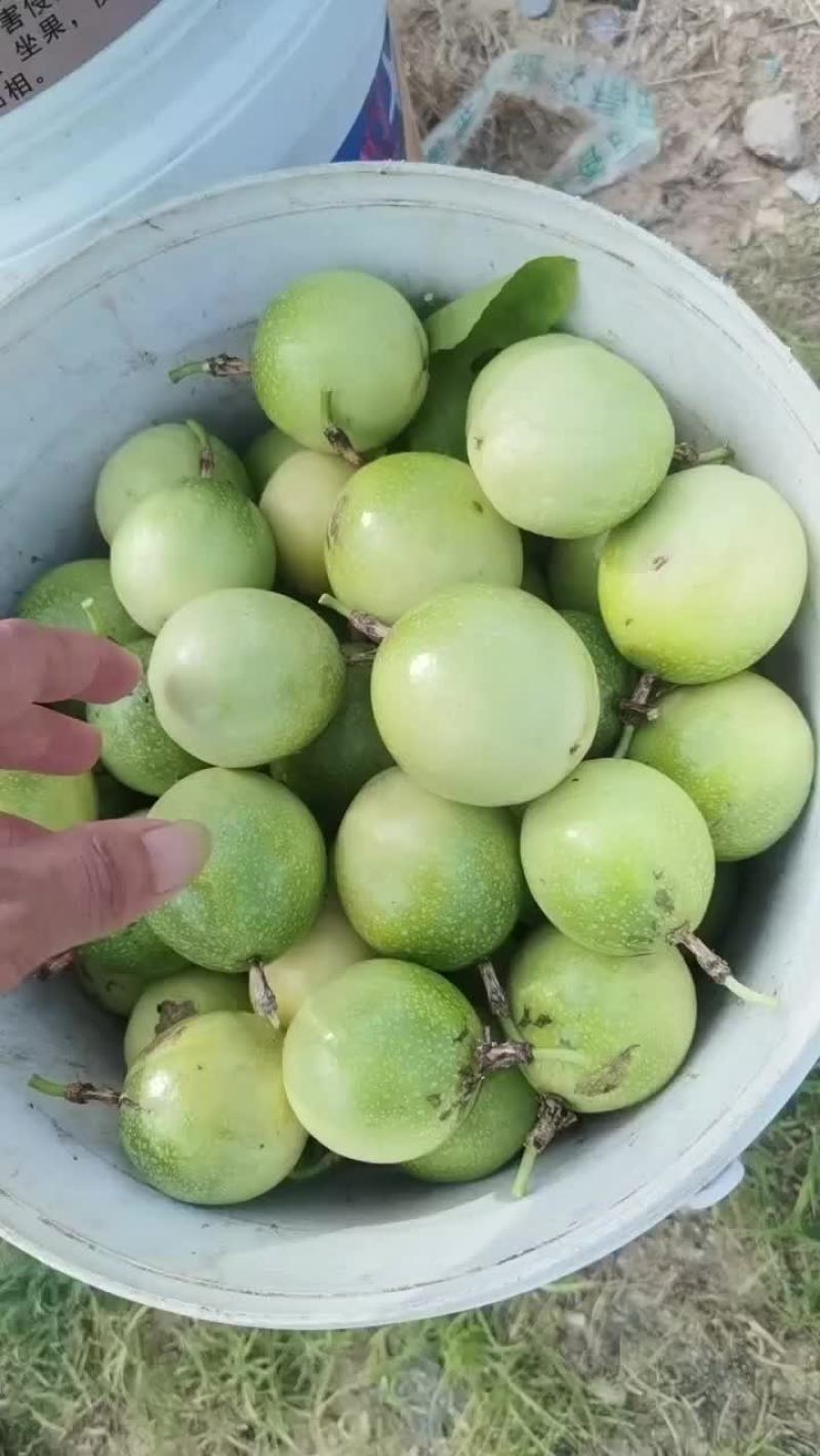 百香果