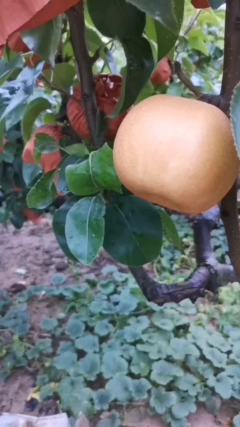 砀山产区蜜梨