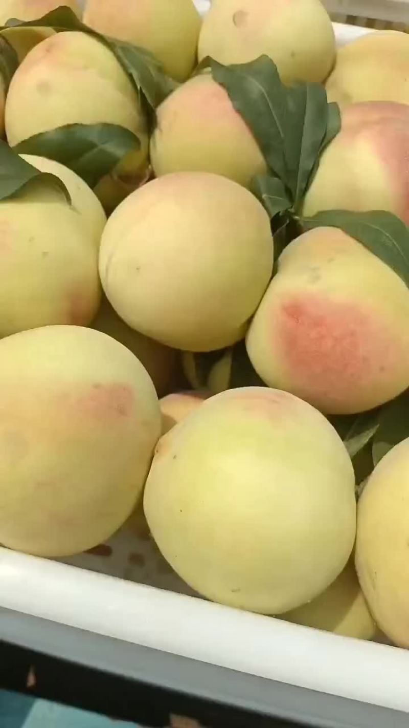 离合大毛桃大量上市中有需要联系我