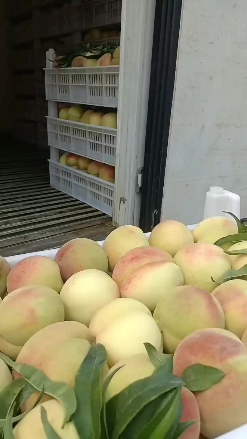 离合大毛桃大量上市中有需要联系我
