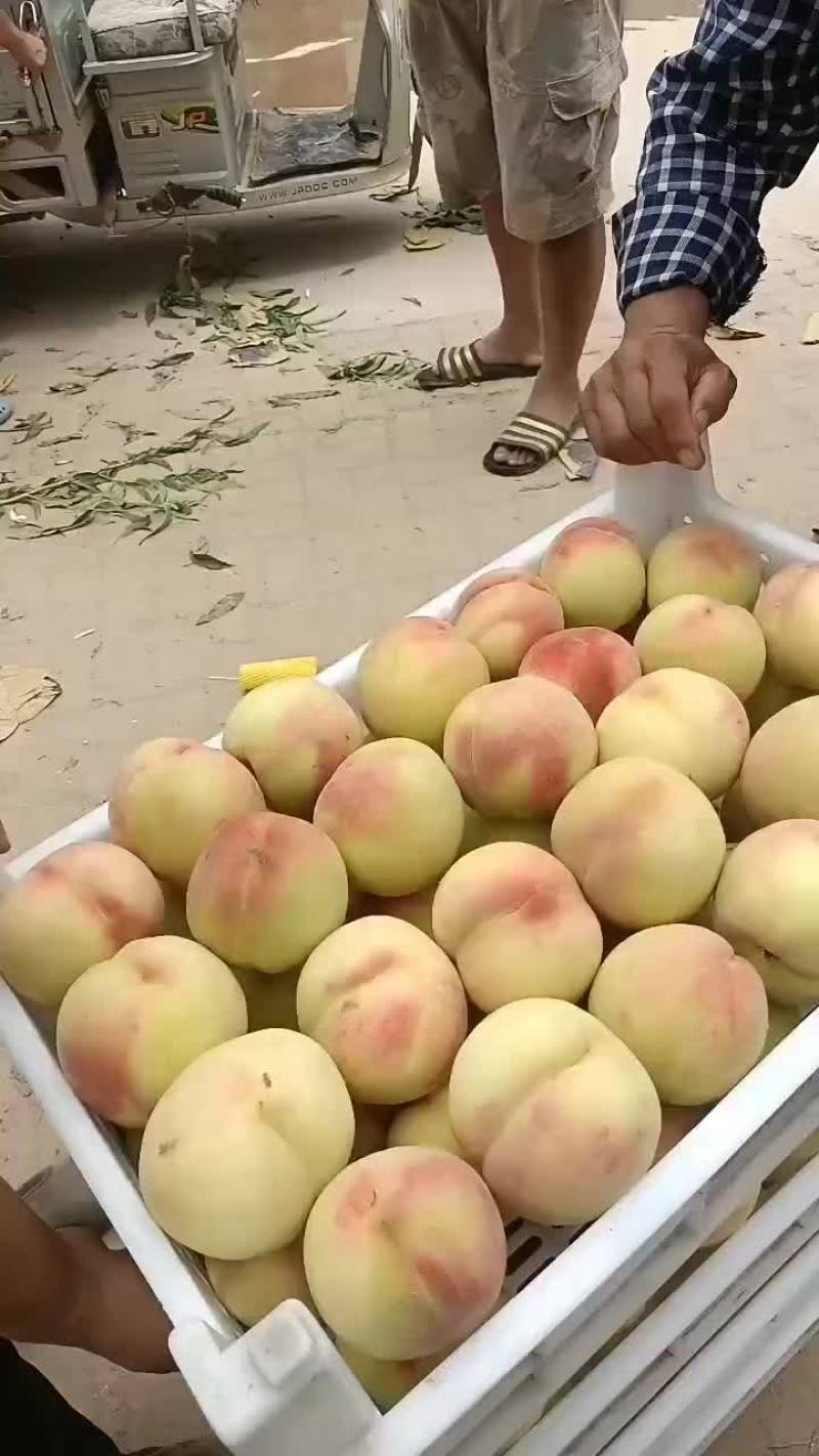 离合大毛桃大量上市中有需要联系我
