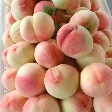精品精品大久保
