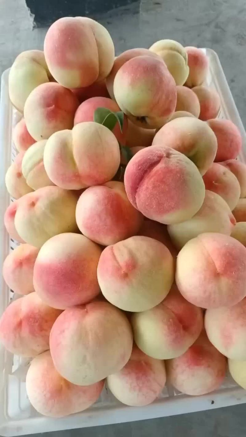 精品精品大久保