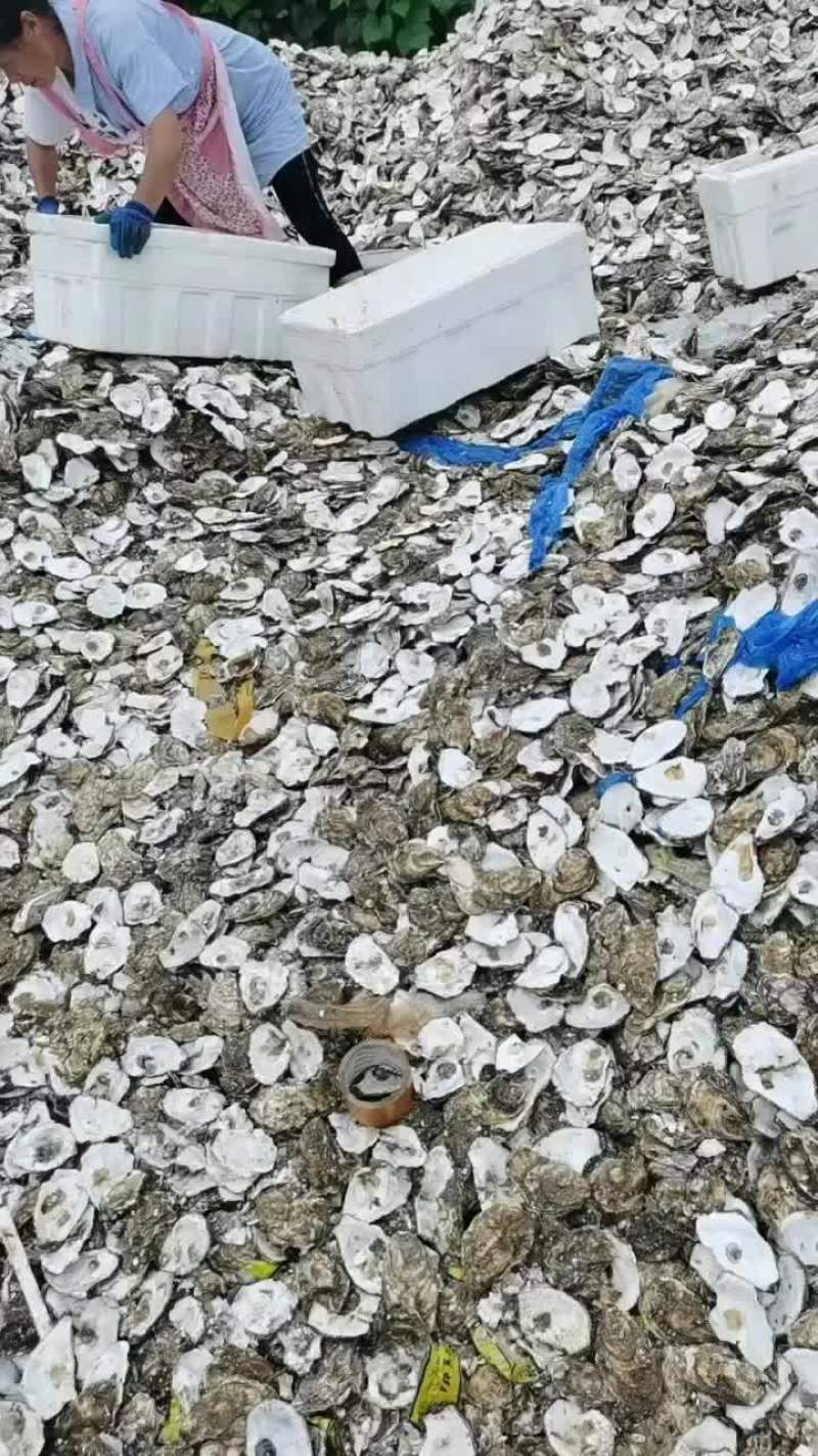 生蚝壳，牡蛎壳，大连生蚝壳，长度7公分以上，饲料用料，