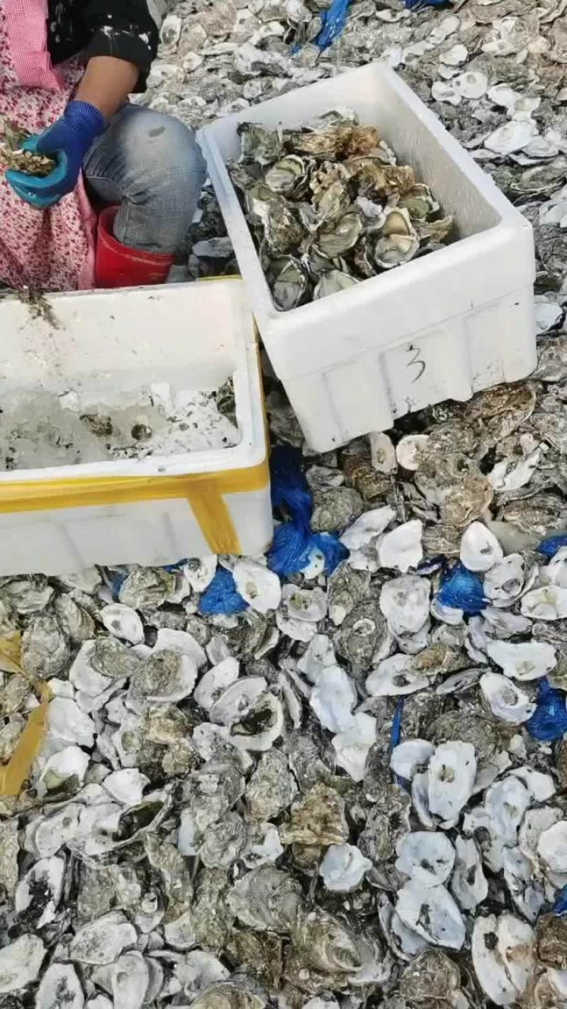 生蚝壳，牡蛎壳，大连生蚝壳，长度7公分以上，饲料用料，