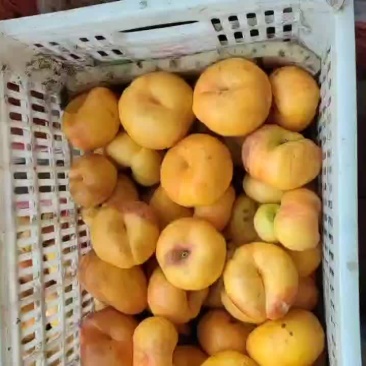 黄蟠7-7
