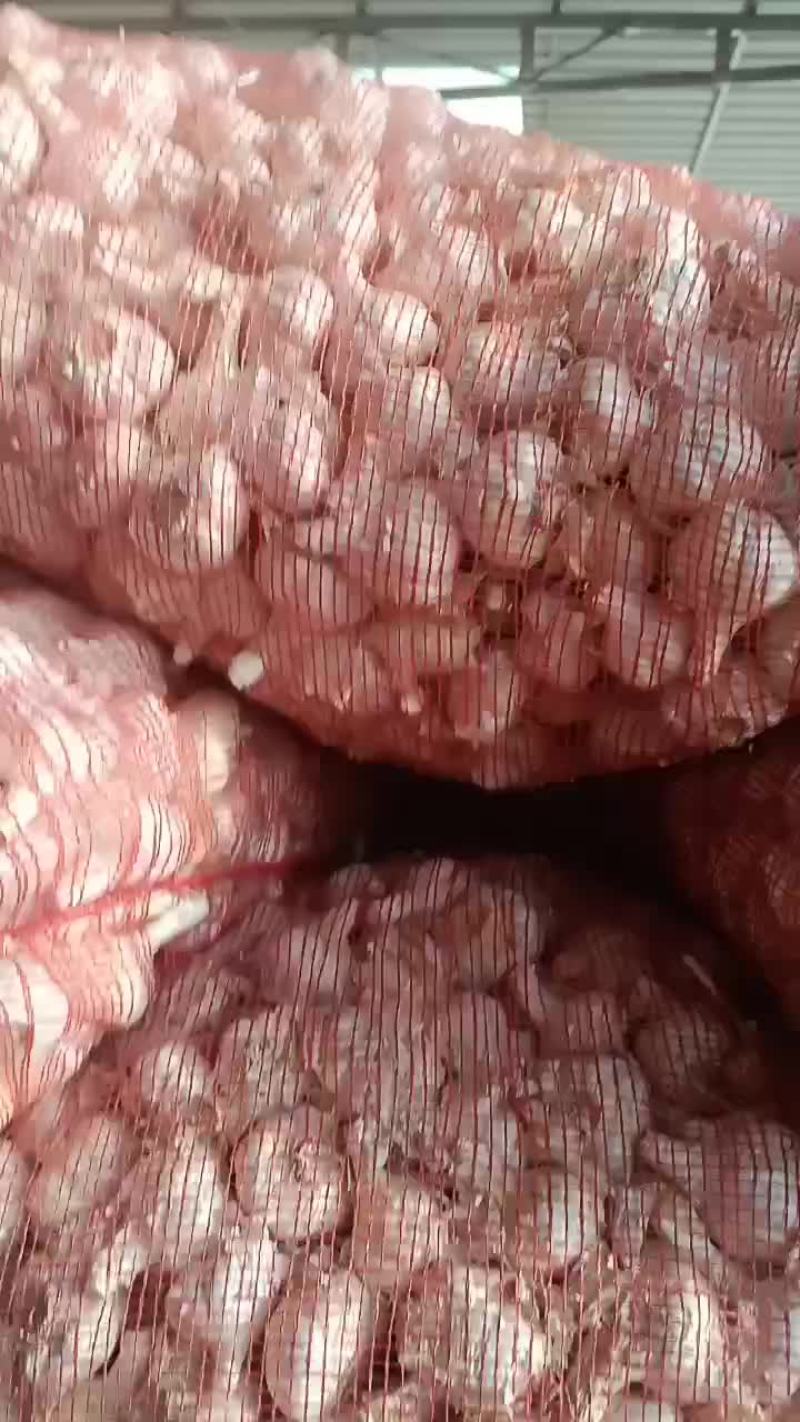江苏射阳白皮干蒜头已热销中