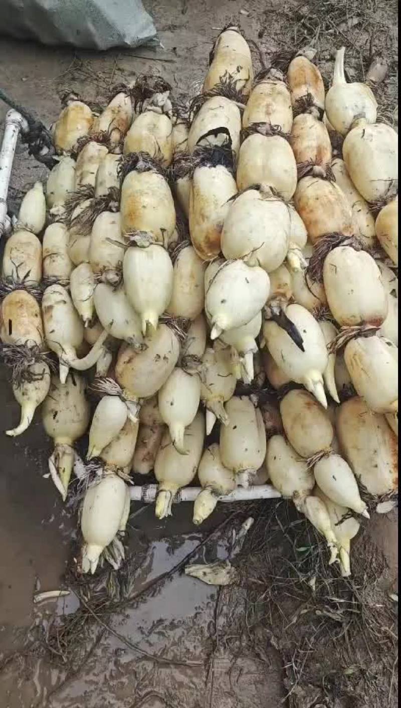 宿迁35大地红六号早藕。