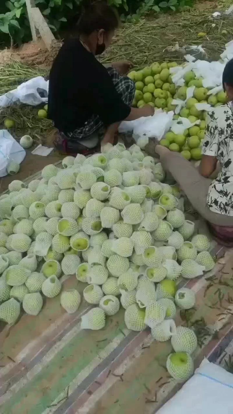皮薄肉厚核小，脆甜多汁的皇冠梨