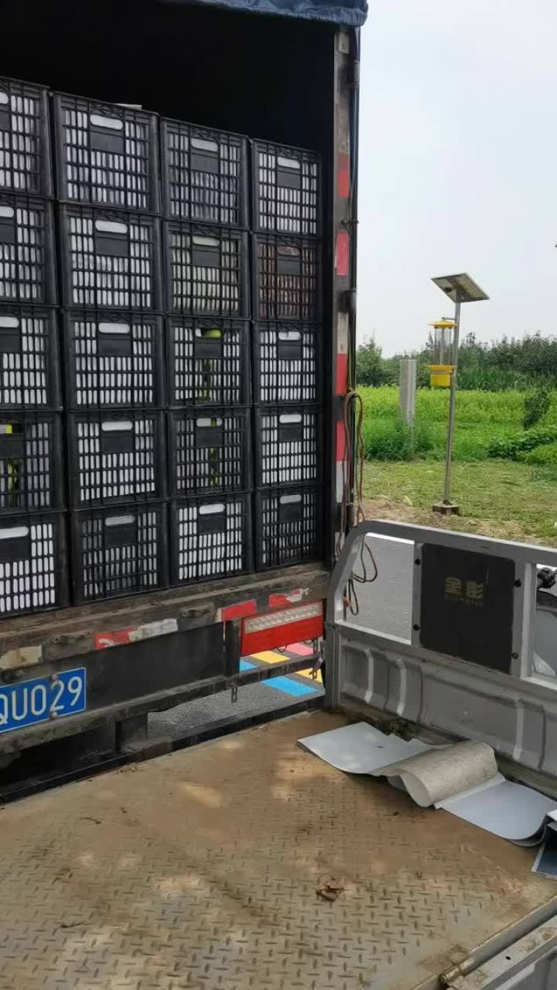 皮薄肉厚核小，脆甜多汁的皇冠梨
