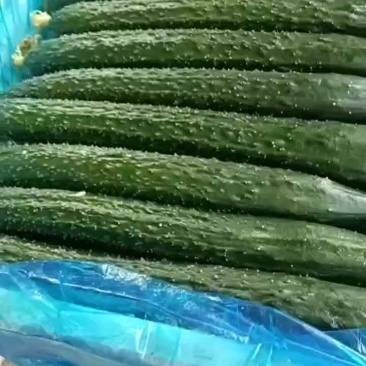 黄瓜
