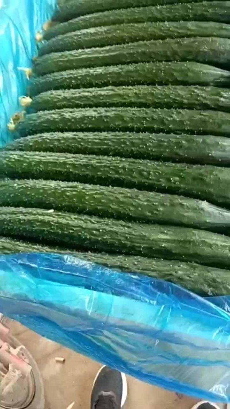 黄瓜