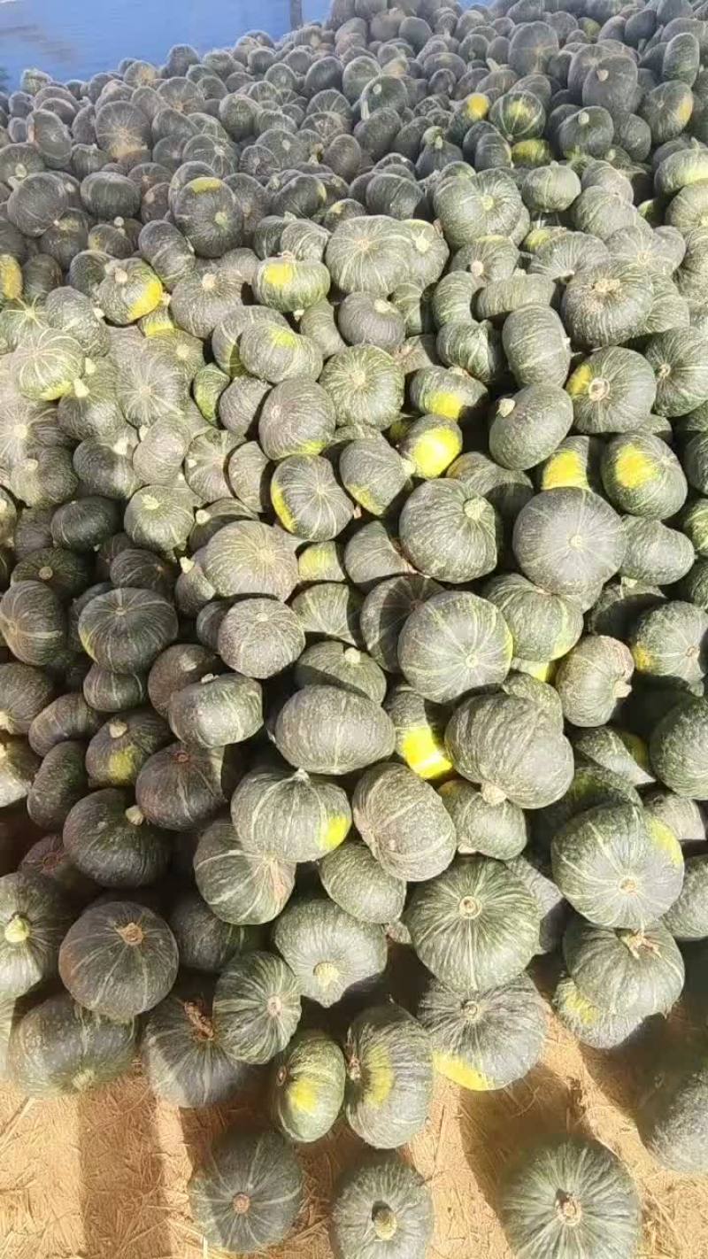 甘肃静宁板栗南瓜上市。对接各大市场。电商。加工厂