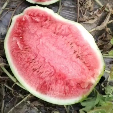 宁河区猛虎精品小二炮