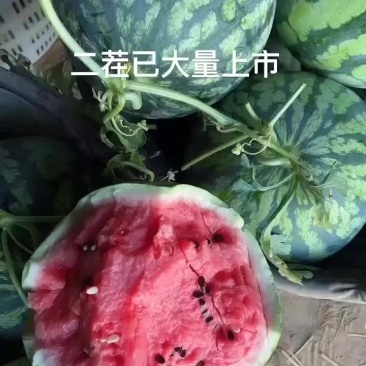 二茬有籽麒麟美都