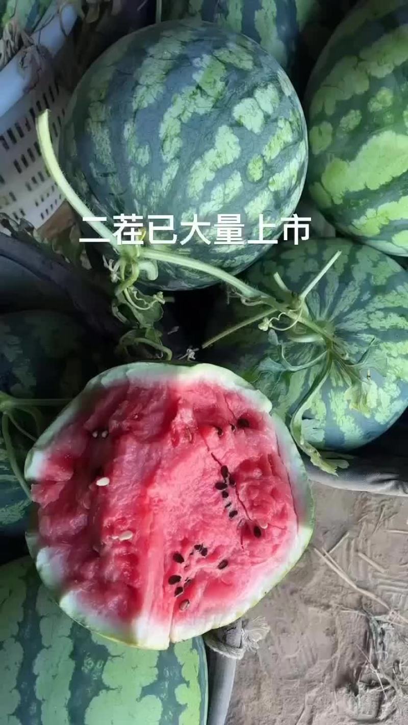二茬有籽麒麟美都